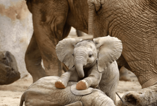 Cute:35csapsspgc= Elephants