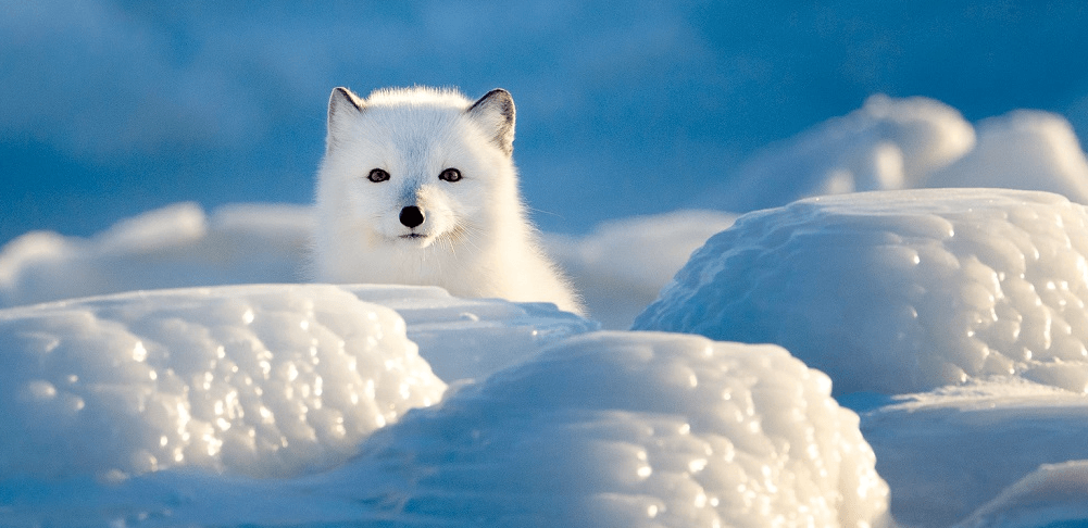 Anime:63qhwe1ev8a= Arctic Foxes