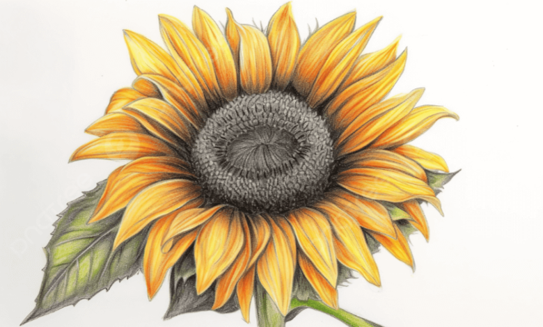 Drawing:8k5w6zpyigq= Sunflower