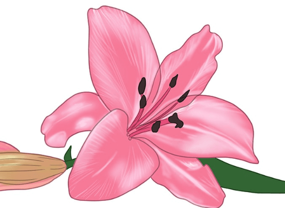 Drawing:68dho2khvxw= Lily Flower