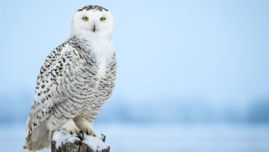 Baby:4vgh1kdm9f0= Snowy Owl