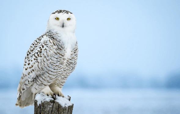 Baby:4vgh1kdm9f0= Snowy Owl