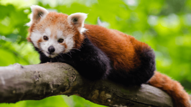 Baby:5b9rxgeycnu= Red Pandas