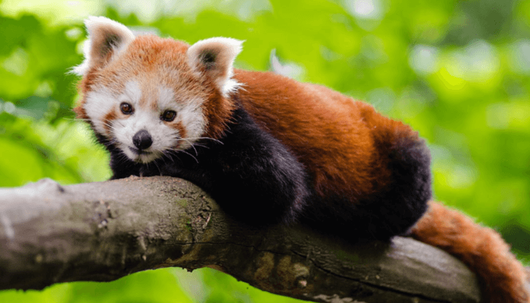 Baby:5b9rxgeycnu= Red Pandas